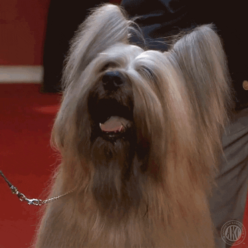 Smiling Dog Staring Dog Show GIF