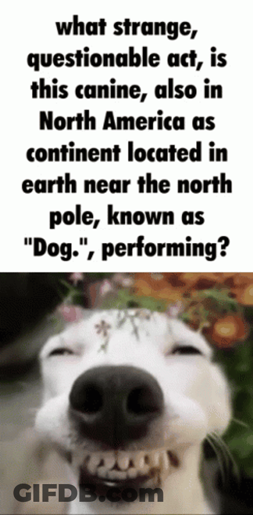 Smiling Dog Strange Questionable GIF