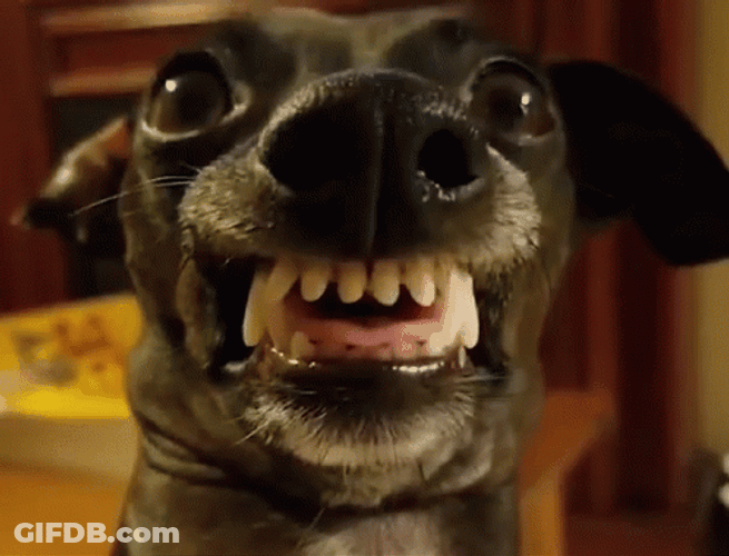 Smiling Dog Teeth Grin GIF