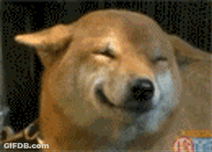 Smiling Dog Wagging Tail GIF