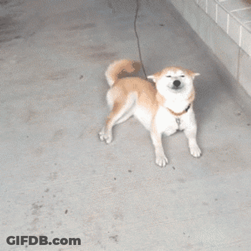 Smiling Dog Wagging Tail GIF