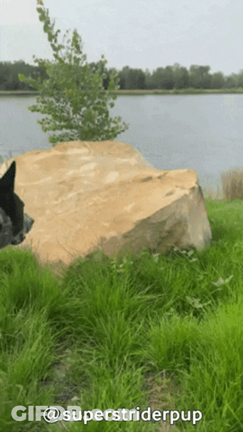 Smiling Dog Waving GIF