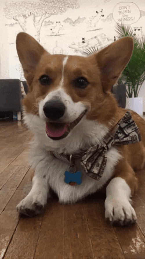 Smiling Dog Welsh Corgi GIF