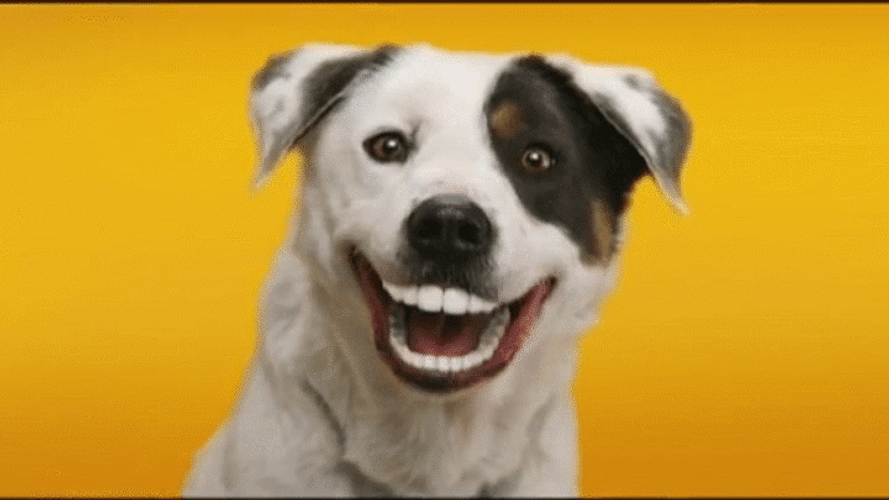 Smiling Dog With Human Teeth GIF