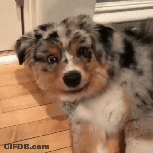 Smiling Dog Zoom In GIF