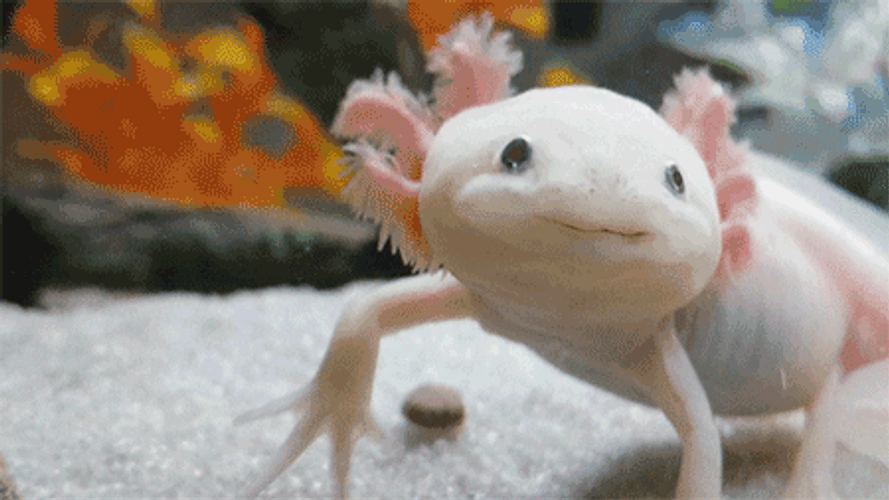 Smiling Face Axolotl GIF