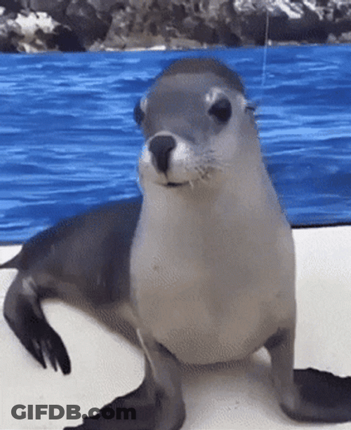 Smiling Face Of Seal GIF