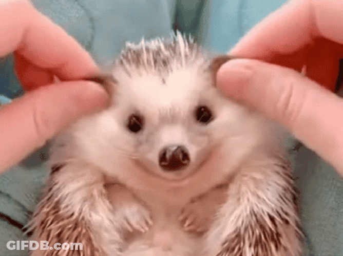 Smiling Hedgehog Massage GIF