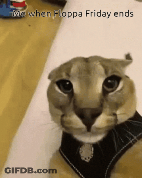 Smiling Hissing Cat GIF