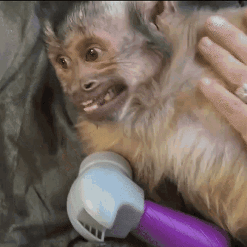 Smiling Little Monkey GIF
