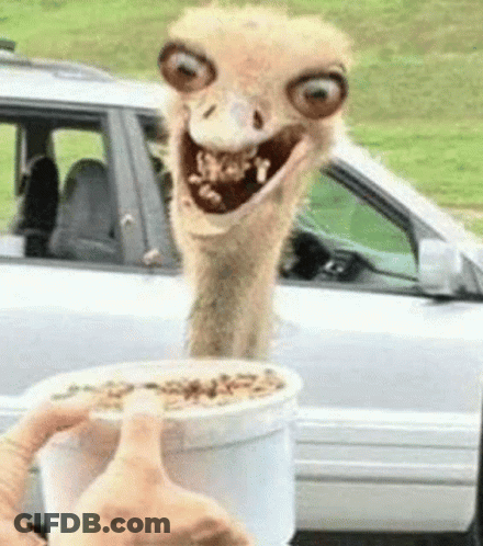 Smiling Ostrich Reaching For Cereal GIF