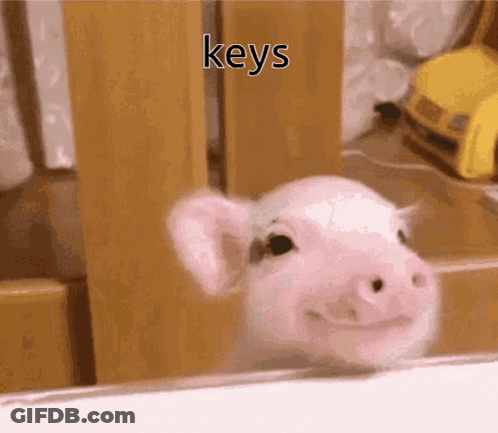Smiling Pig Looking Out Window Keys GIF