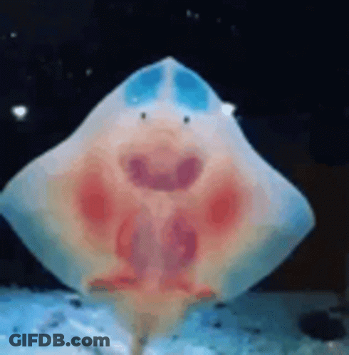 Smiling Stingray Swimming In Tank GIF