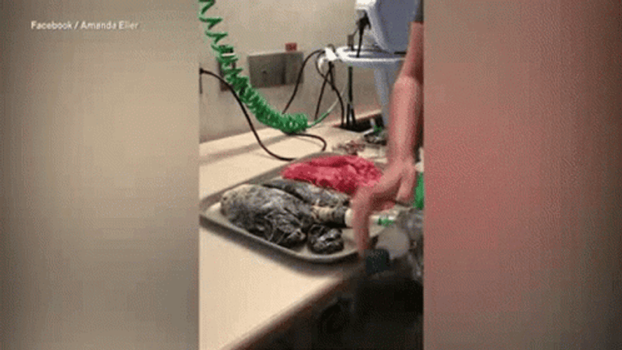 Smoking Lungs Damaged Unhealthy GIF