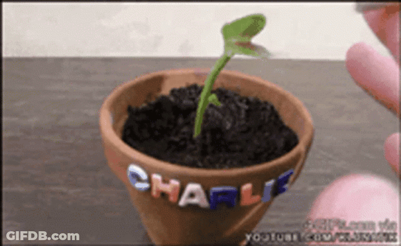 Smoking Venus Fly Trap On A Pot GIF