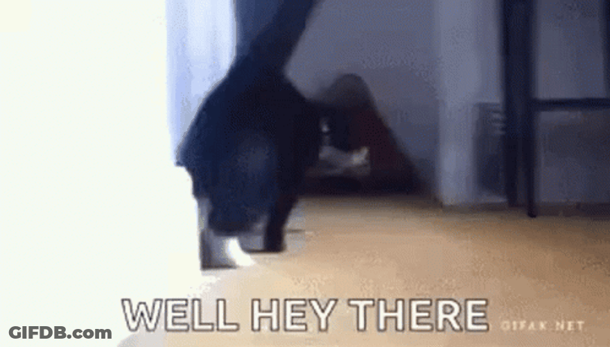 Smooth Cat Well Hello There GIF