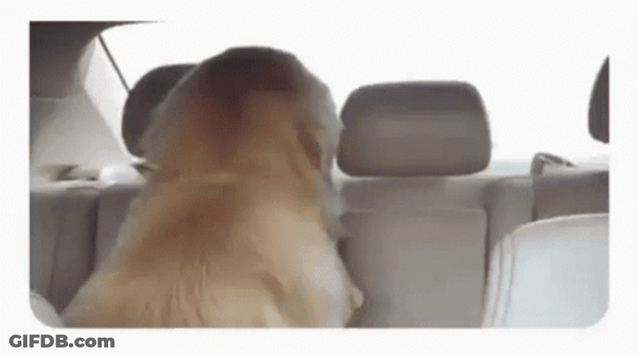 Smug Dog Creepy Look GIF