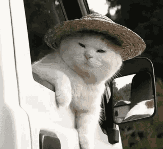 Smug Face Cat Driving GIF