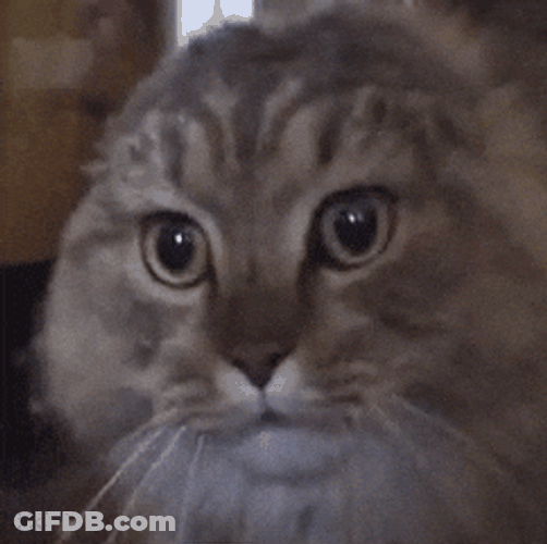 Smurf Cat Meme Continuous Complain GIF