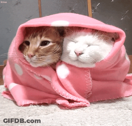 Smurf Cat Meme Sharing Blanket GIF