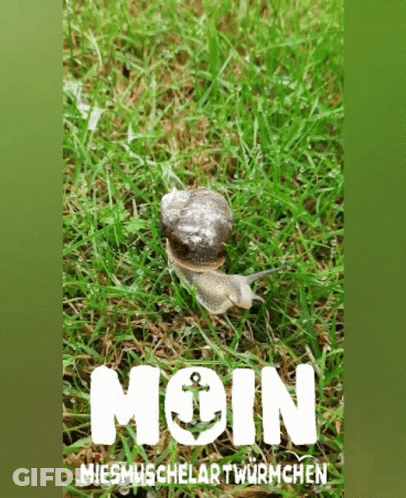 Snail Crawling In Grass Moin GIF