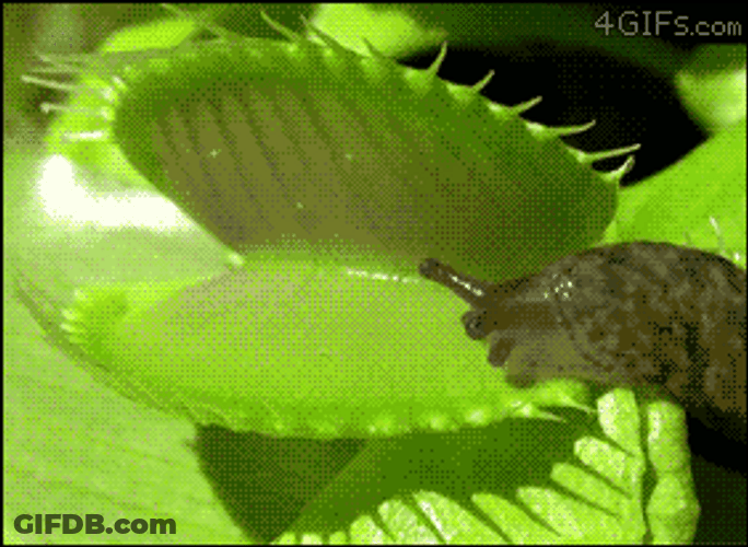 Snail Crawling On A Venus Fly Trap GIF