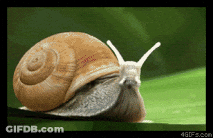 Snail Crawling On Green Leaf GIF