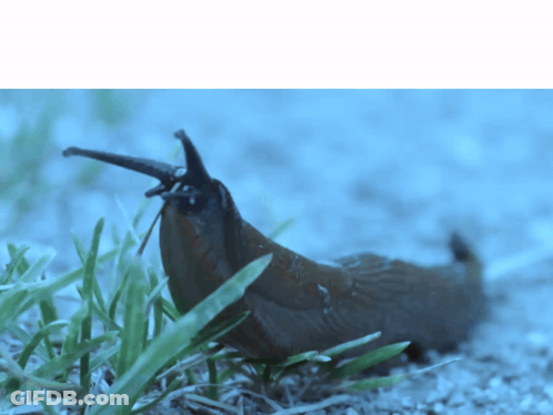 Snail Crawling On Ground Blue Background GIF
