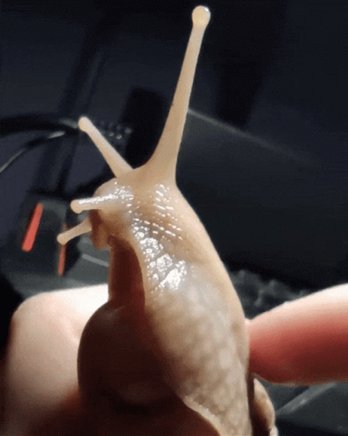 Snail Cute Body Massage Tickle GIF