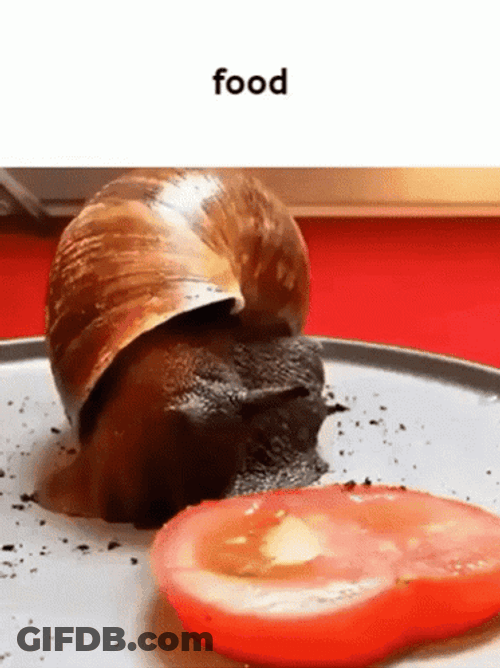 Snail Eating Tomato Food Meme GIF