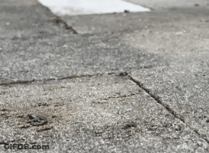 Snail Fast Crawling Road GIF