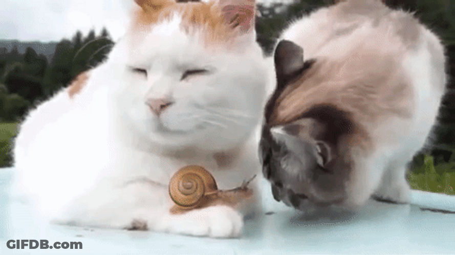 Snail With Cats Kiss GIF