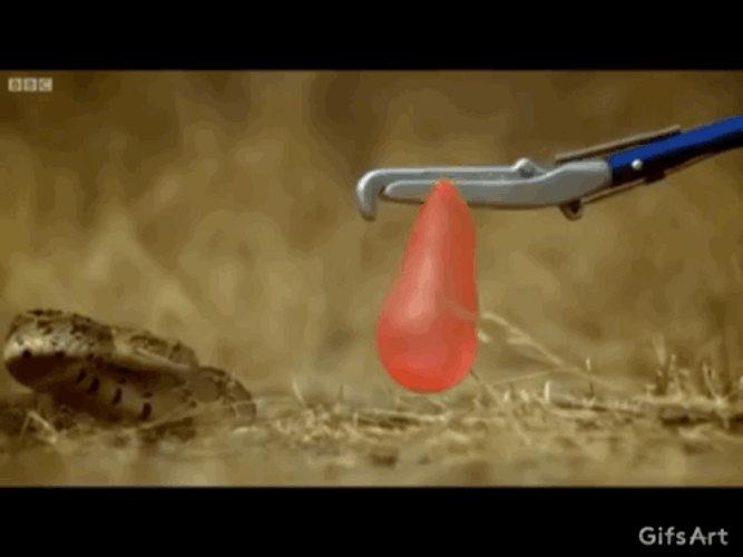 Snake Bites Water Balloon GIF