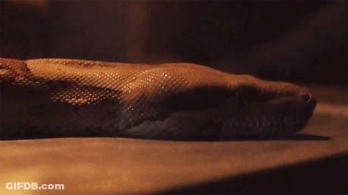 Snake Close Up Dark Background GIF