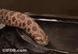 Snake Crawling On Rock In Tank GIF