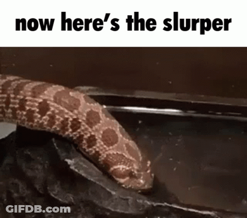 Snake Crawling On Rock Now Here S The Slurper GIF
