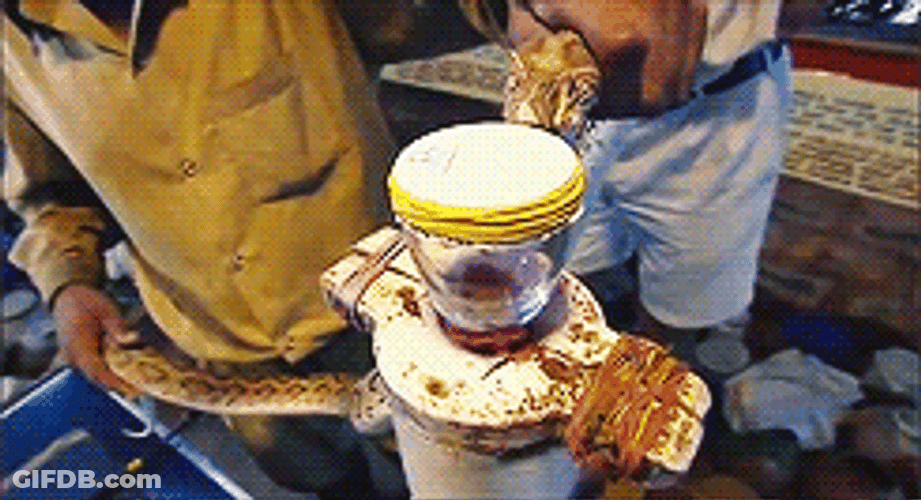 Snake Getting Its Venom GIF