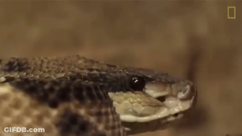 Snake Head With Mouth Open And Eyes Closed GIF