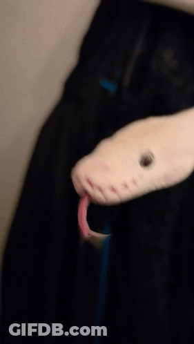 Snake Head With Tongue Out GIF