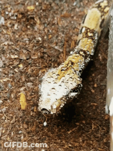 Snake Head With Water Drops On Skin GIF