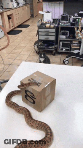 Snake Laying Next To Cardboard Box Saying Physical Therapy GIF