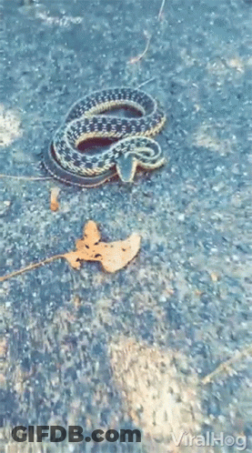 Snake Laying Next To Leaf GIF