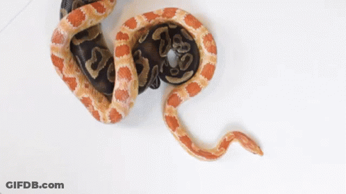 Snake Laying On Another Snake GIF
