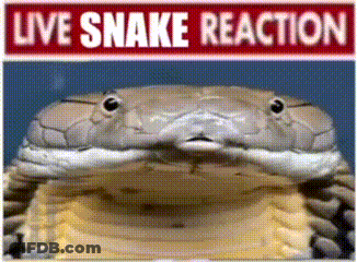 Snake Live Snake Reaction GIF