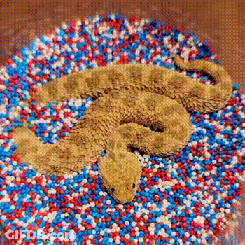 Snake Made Of Red White And Blue Sprinkles GIF