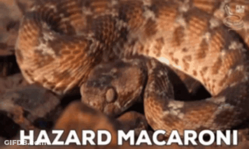 Snake Saying Hazard Macaroni GIF