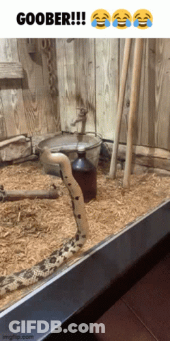 Snake Standing Next To Bottle Saying Goober GIF