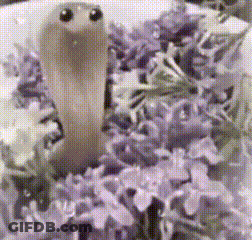 Snake Surrounded By Purple Flowers GIF