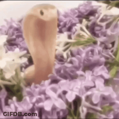 Snake Surrounded By Purple Flowers And Leaves GIF