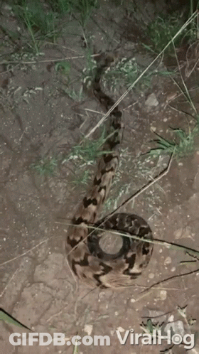 Snake Video With Viralhog GIF